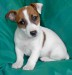 Jack Russell Terrier puppie